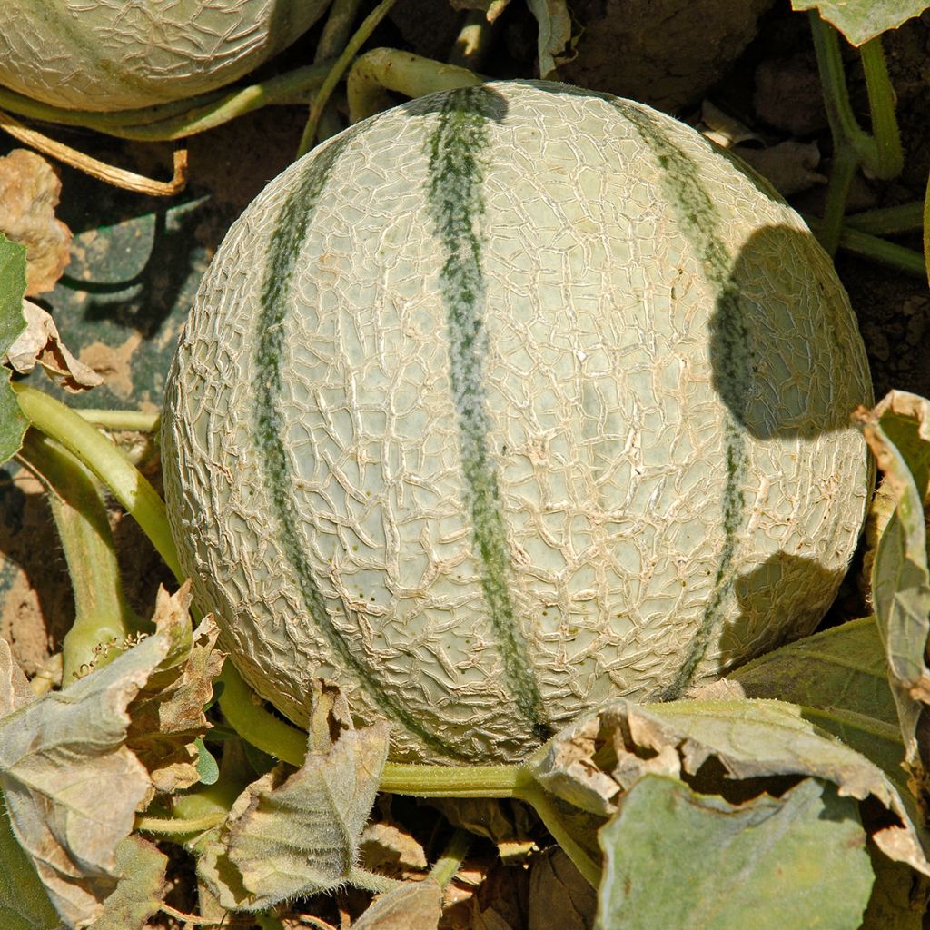 Cantaluponmeloni Anasta F1