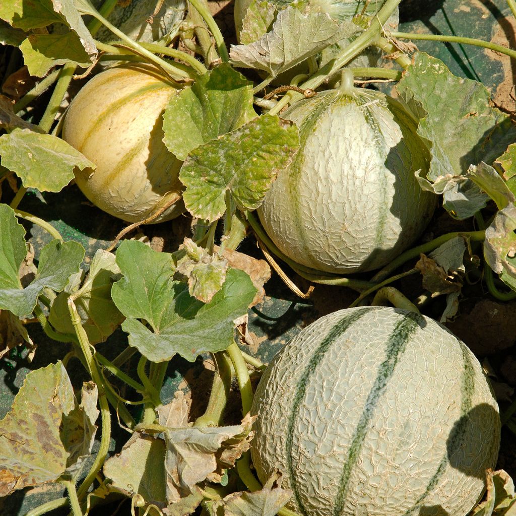 Cantaluponmeloni Anasta F1