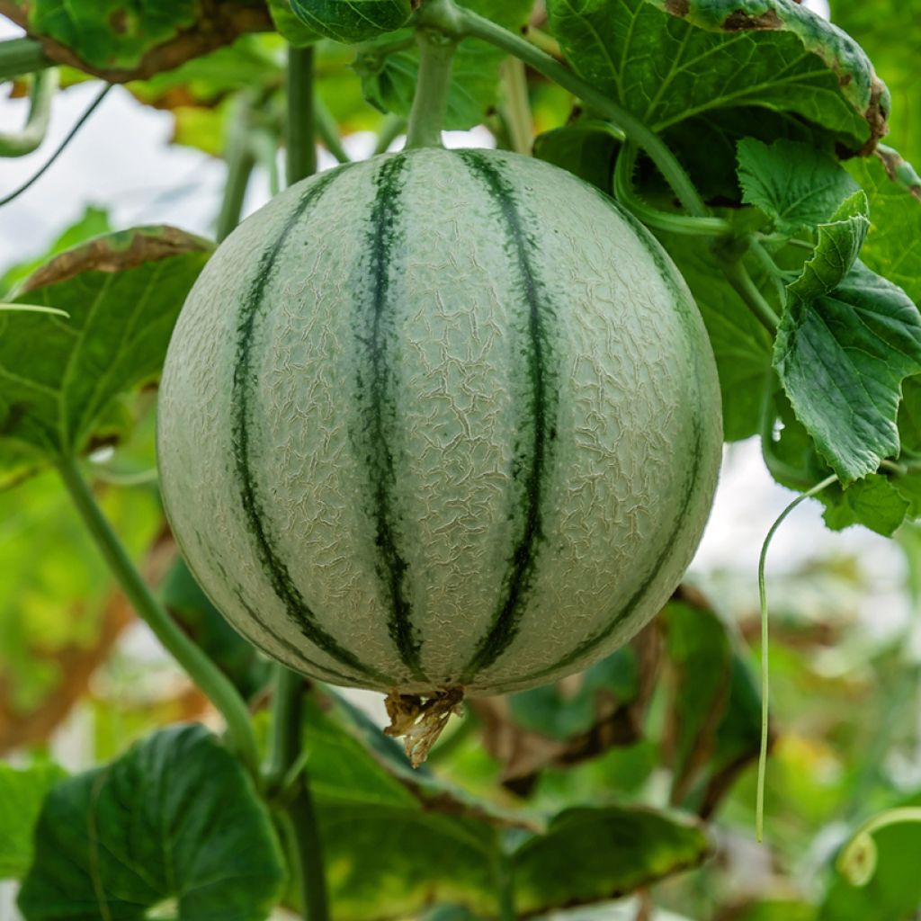 Cantaluponmeloni Anasta F1
