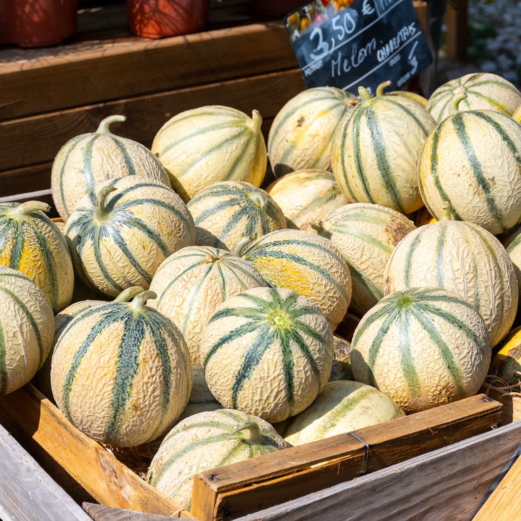 Cantaluponmeloni Charentais luomu