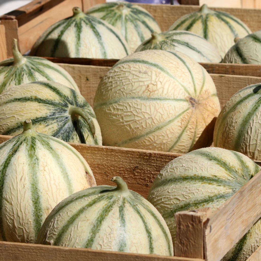 Cantaluponmeloni - Cucumis melo