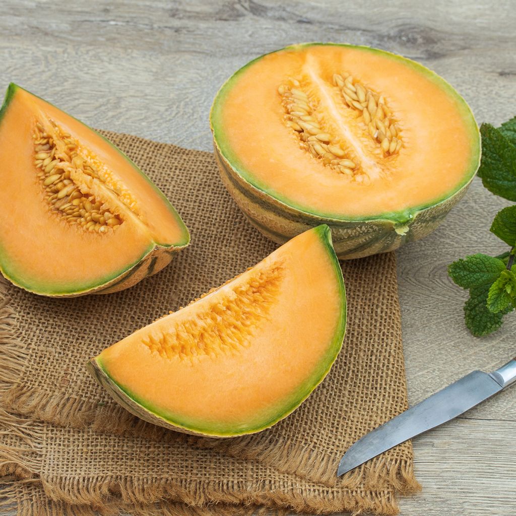Cantaluponmeloni - Cucumis melo