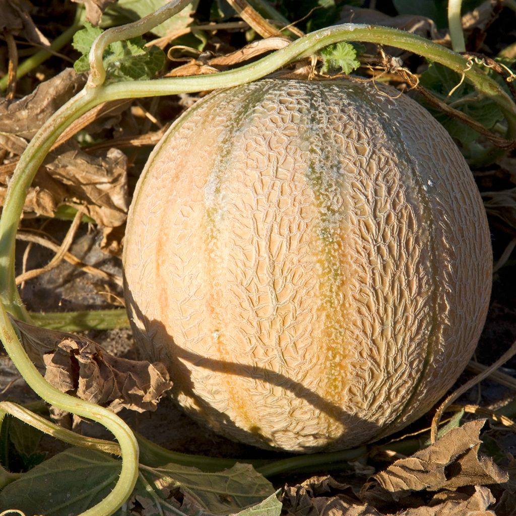 Cantaluponmeloni - Cucumis melo