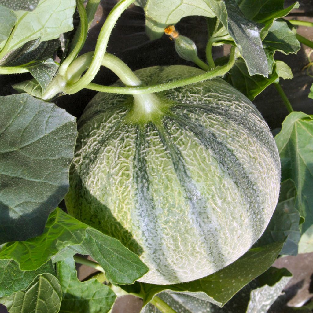 Cantaluponmeloni - Cucumis melo