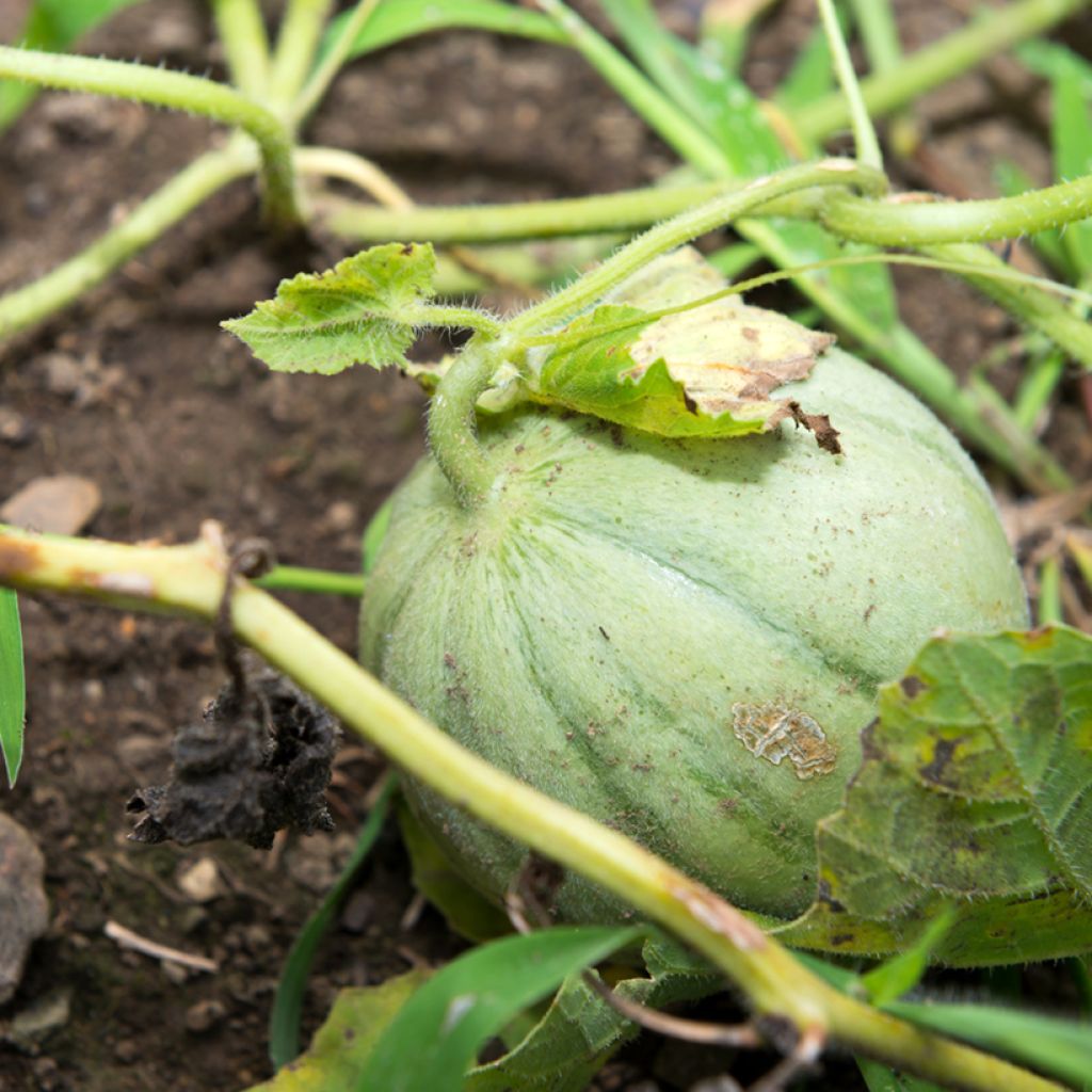 Cantaluponmeloni Charentais - Vilmorin