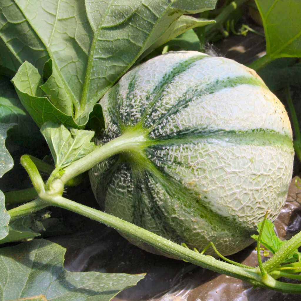 Cantaluponmeloni Diabolo F1 - Vilmorin