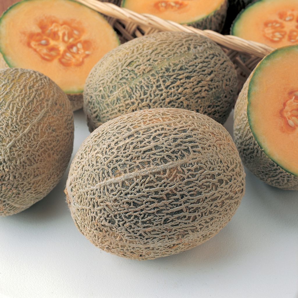 Cantaluponmeloni Honey Bun F1 taimena