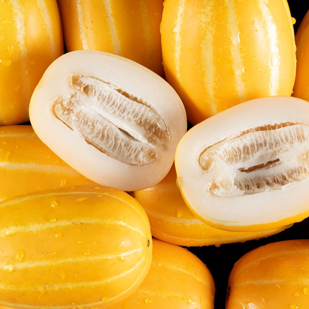 Meloni Mango luomu - Ferme de Sainte Marthe