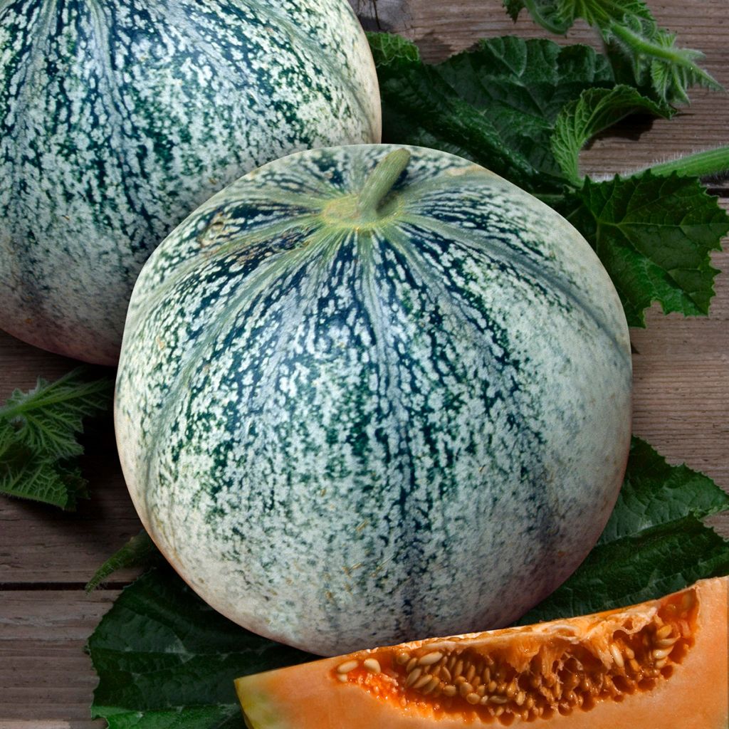 Cantaluponmeloni Petit gris de Rennes