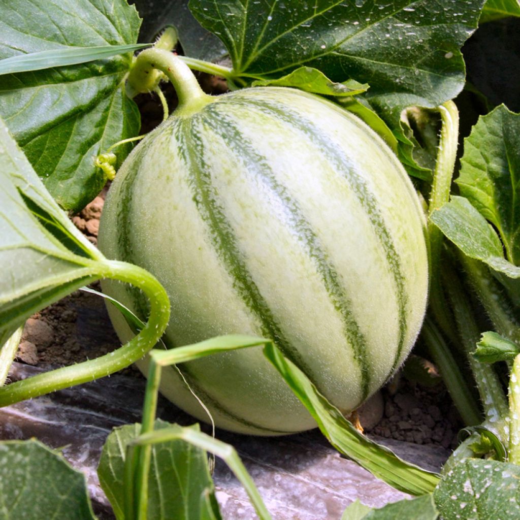 Cantaluponmeloni Savor F1 - Vilmorin