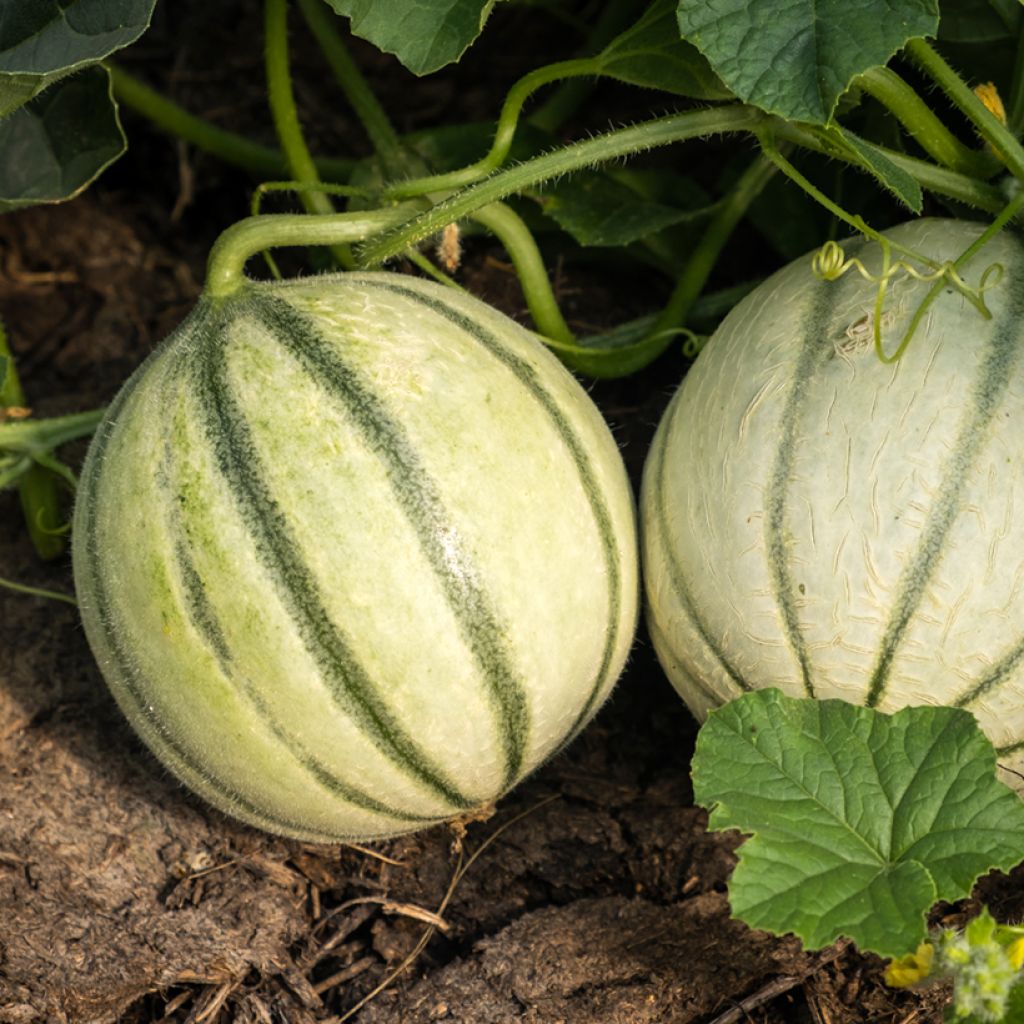 Cantaluponmeloni Savor F1 - Vilmorin