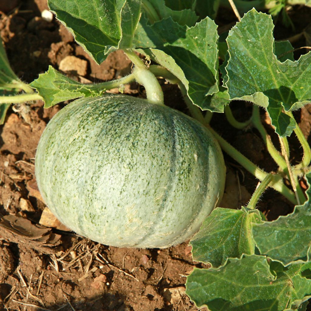 Meloni Stellio F1