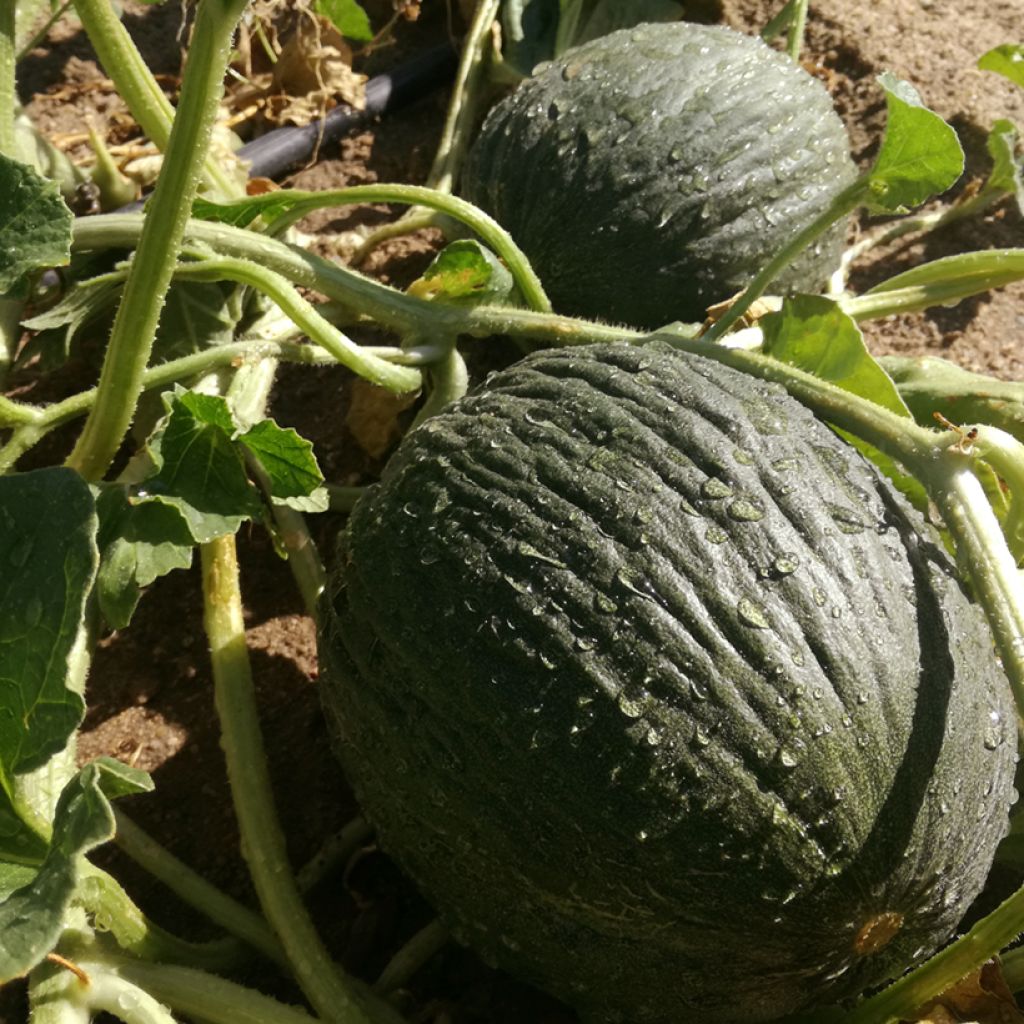 Meloni olivenvihreä talvi luomu - Ferme de Sainte Marthe