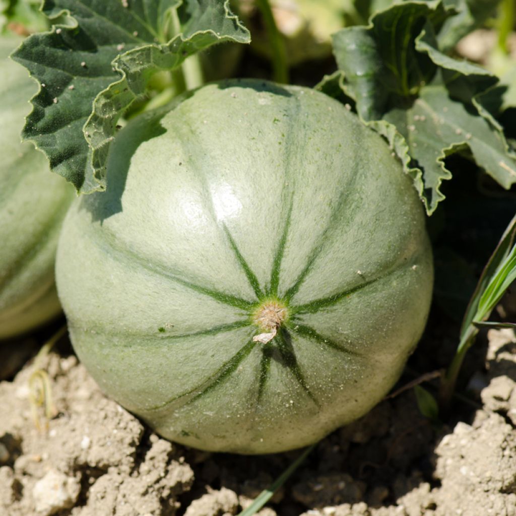 Cantaluponmeloni Figaro F1 taimena
