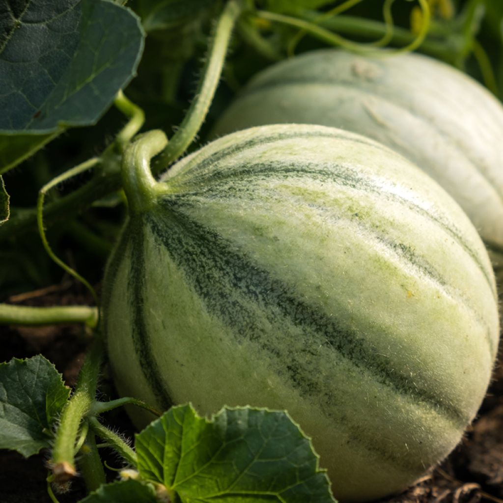 Cantaluponmeloni Santon taimena