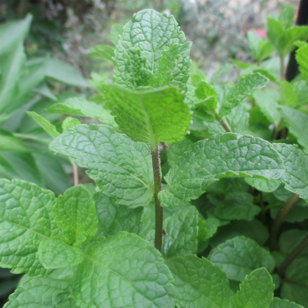 Harmaaminttu capensis luomu