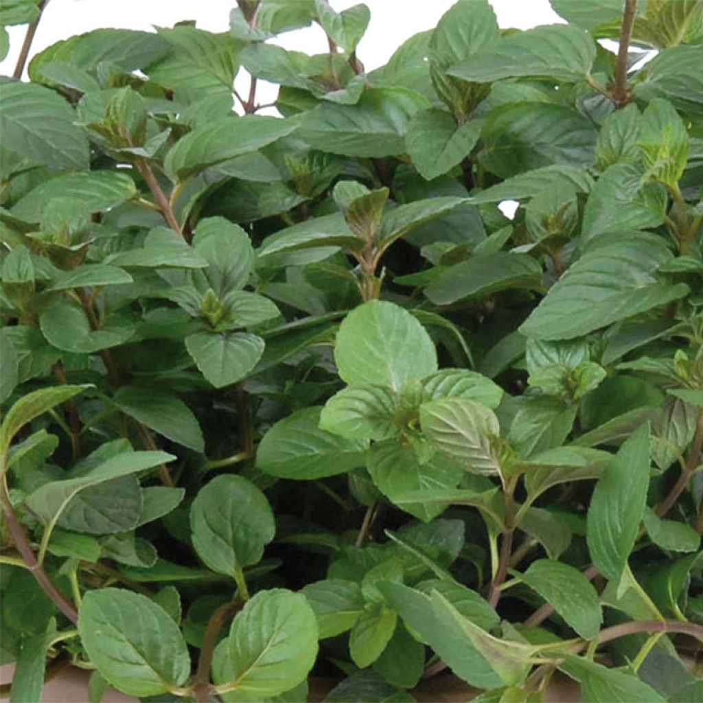 Piparminttu Schocominze