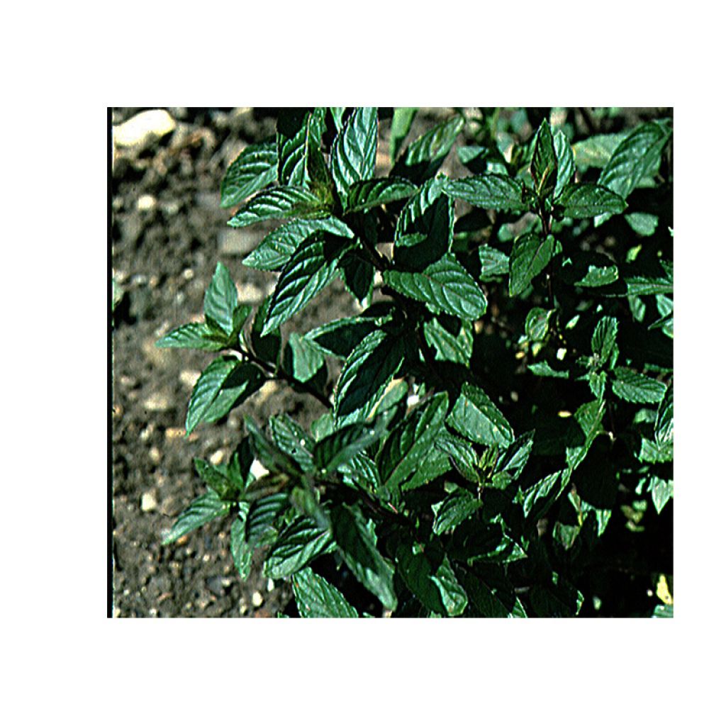 Piparminttu - Mentha piperita