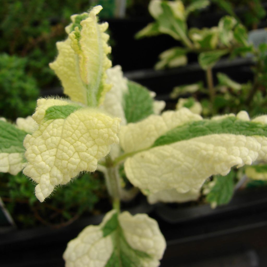 Pyöröminttu Variegata
