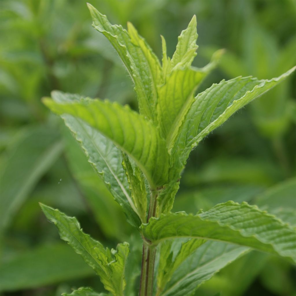 Mintut luomu taimena - Mentha spicata