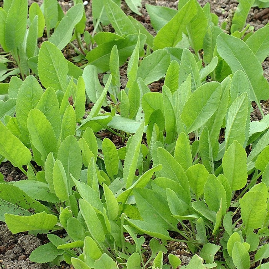 Palsamipietaryrtti - Tanacetum balsamita
