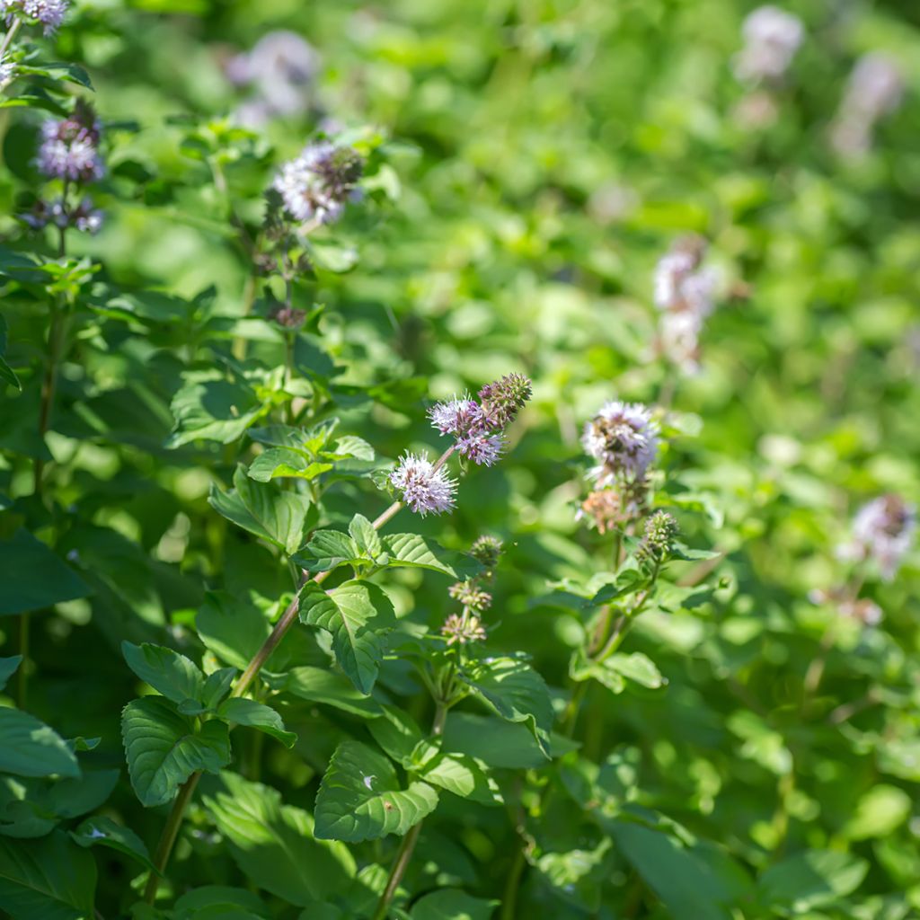 Vesiminttu - Mentha aquatica