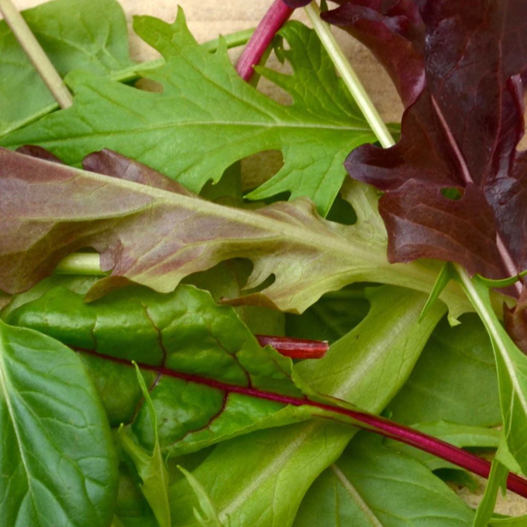 Salaattisekoitus Mesclun