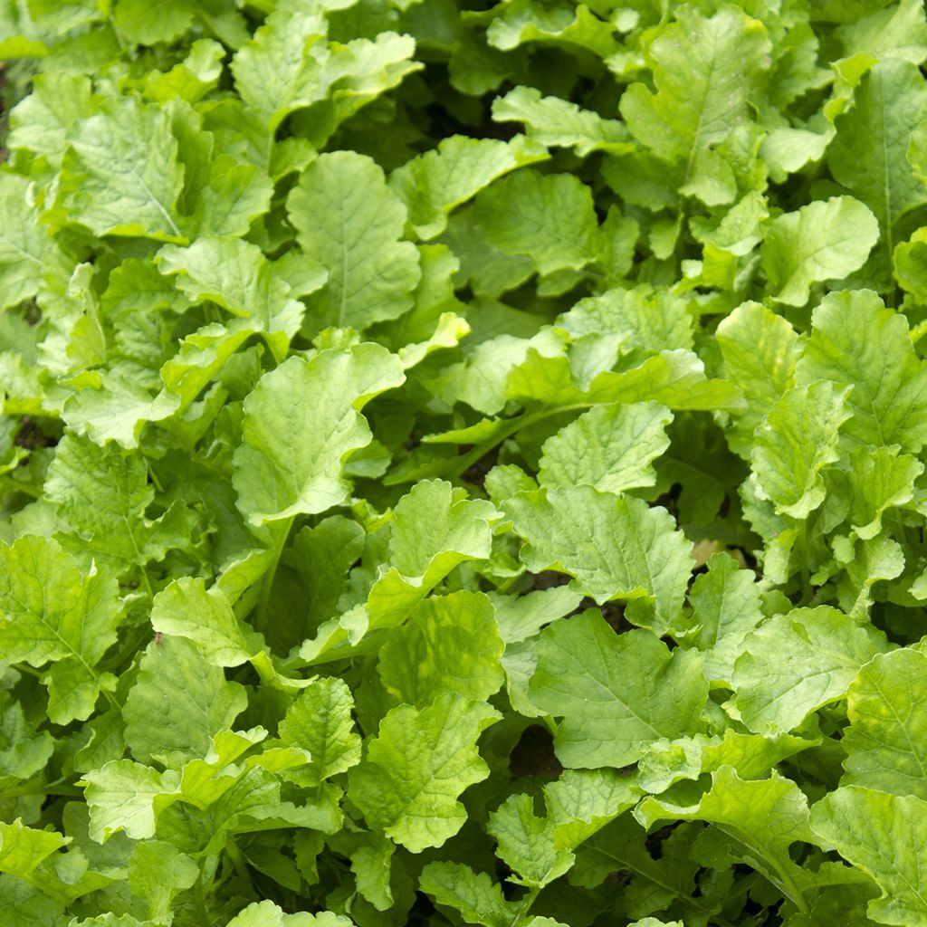 Nauris Namenia luomu