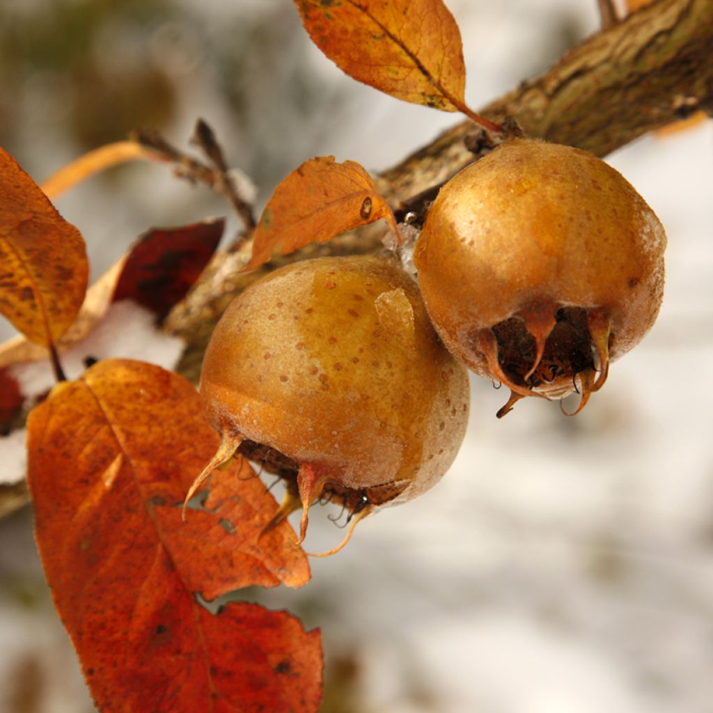 Mispeli Macrocarpa