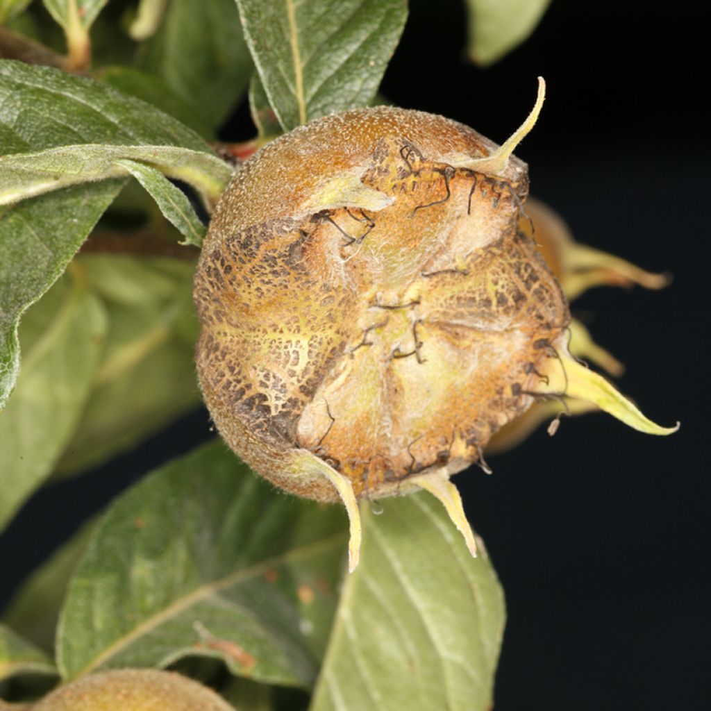 Mispeli Macrocarpa
