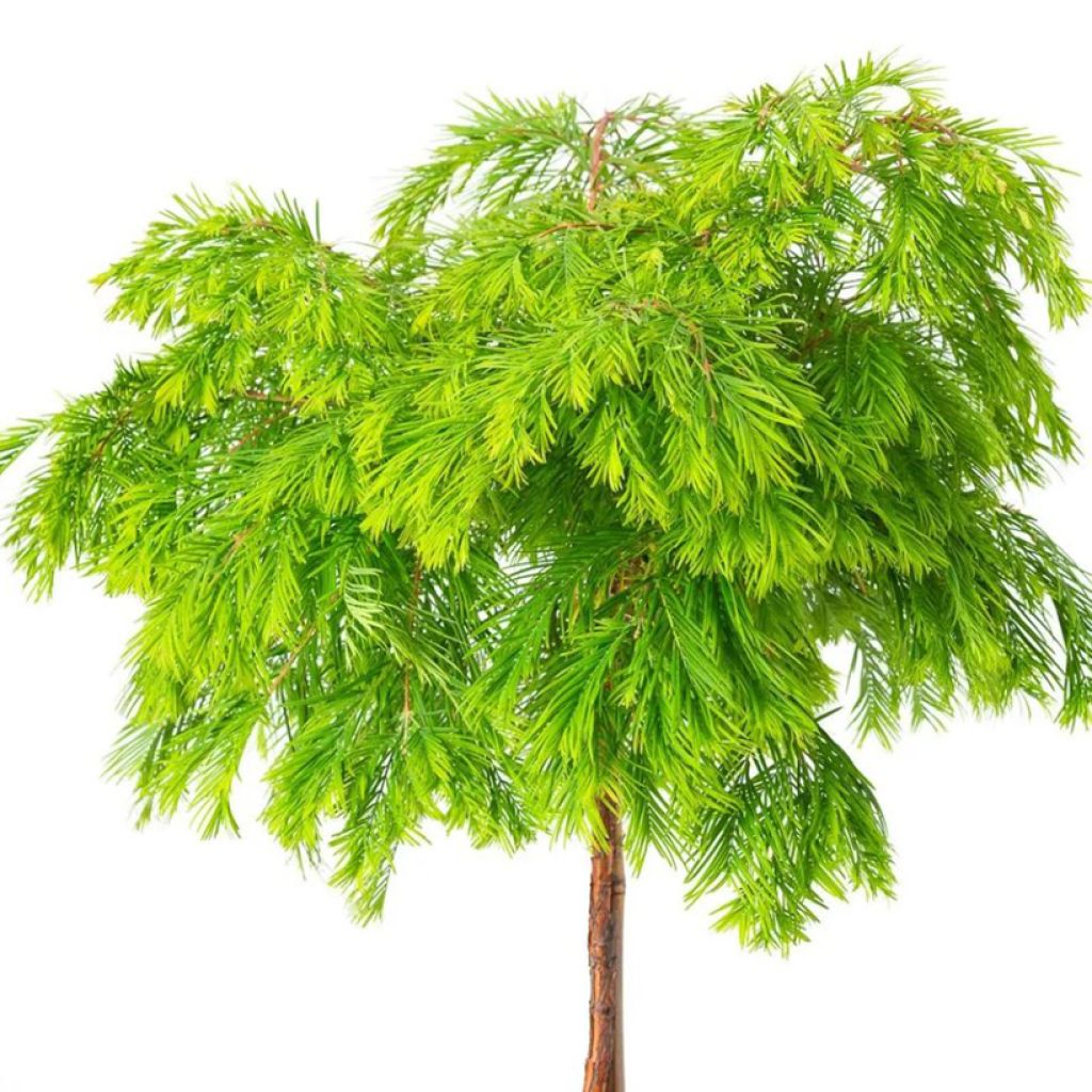 Kiinanpunapuu Matthaei Broom