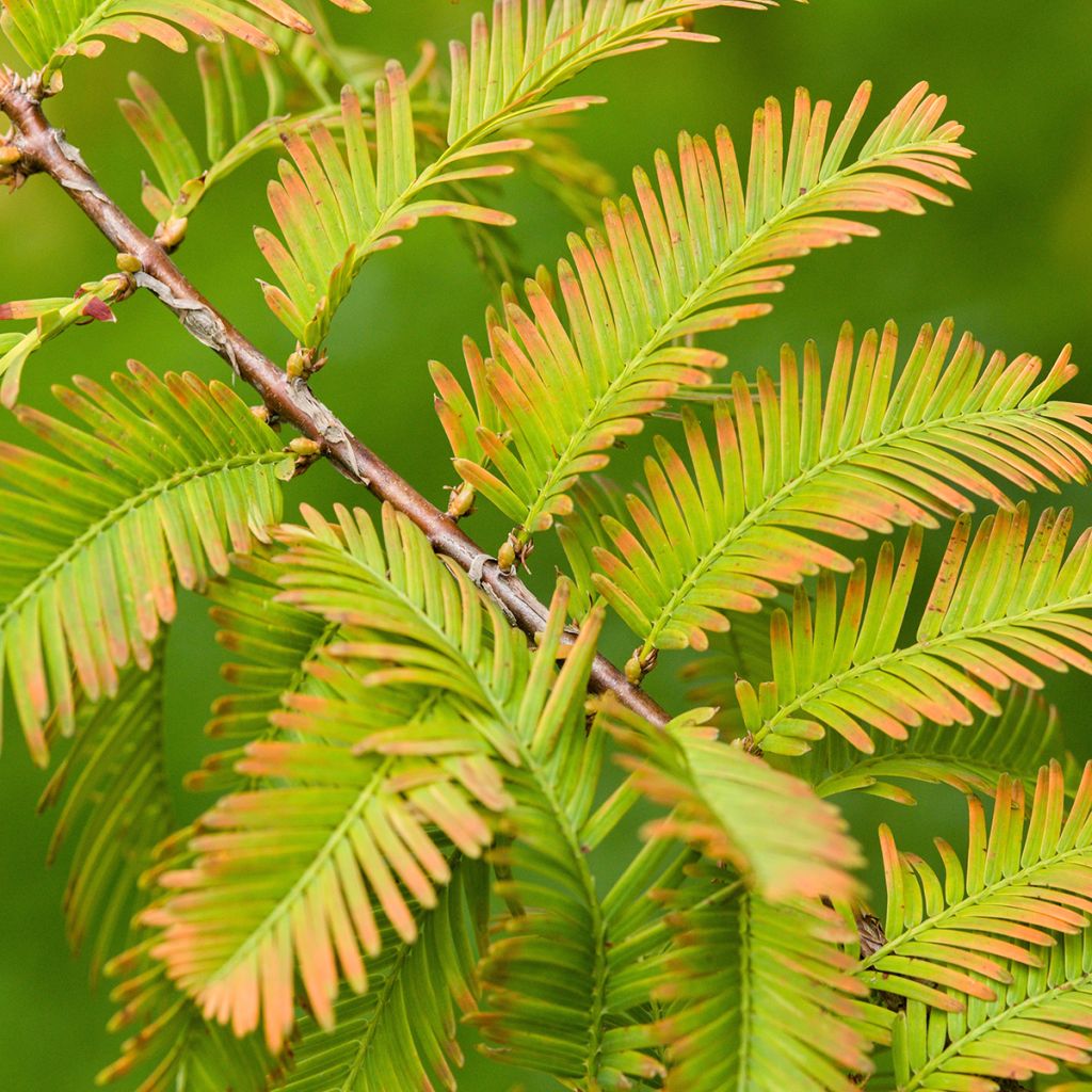 Kiinanpunapuu (siemenet) - Metasequoia glyptostroboides