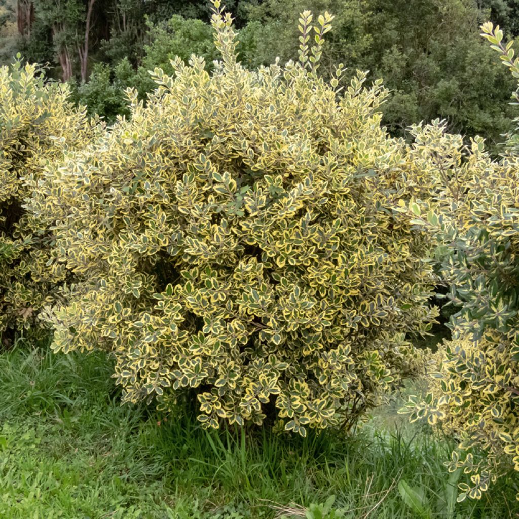 Maorihehkupuu Aurea