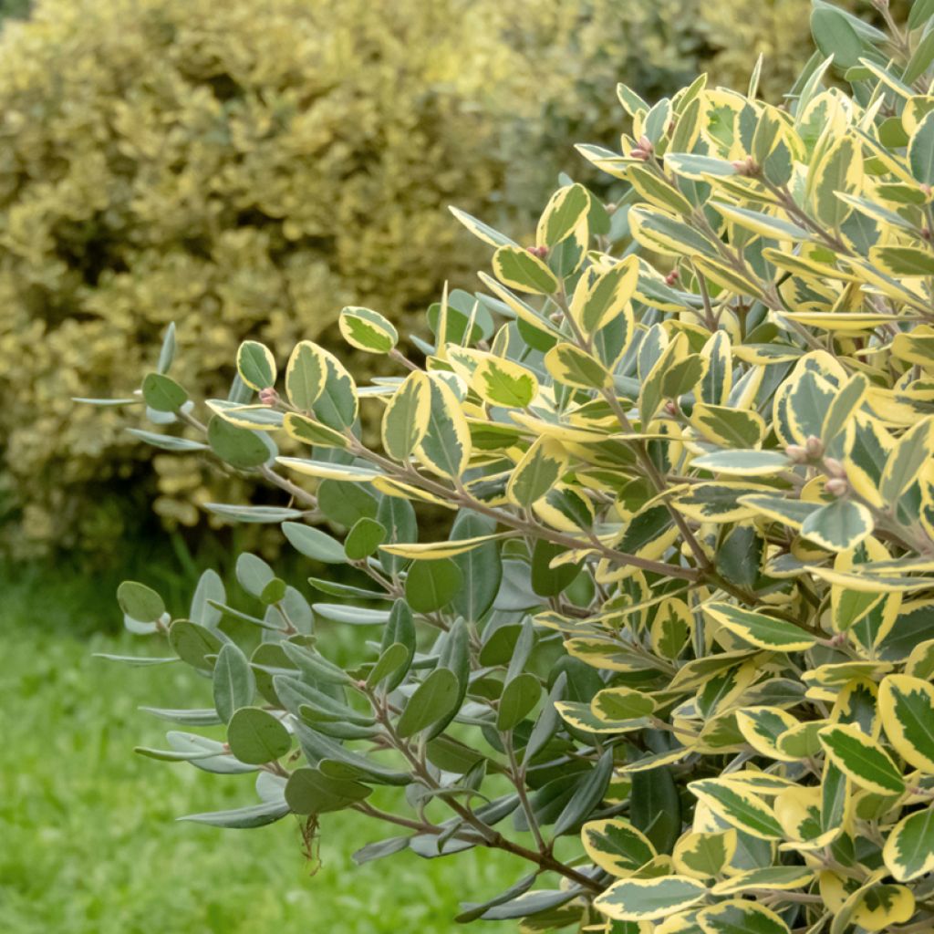Maorihehkupuu Aurea