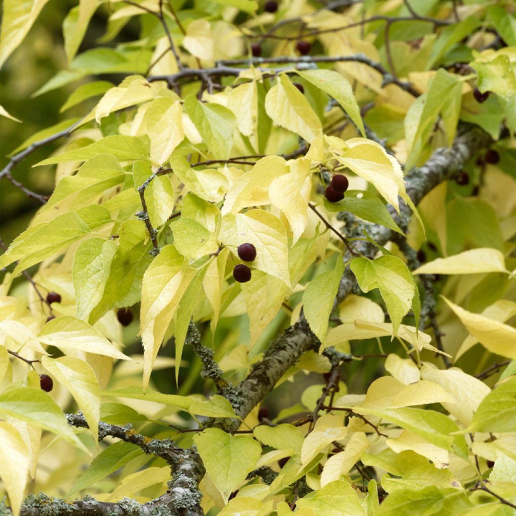 Amerikankeltis - Celtis occidentalis