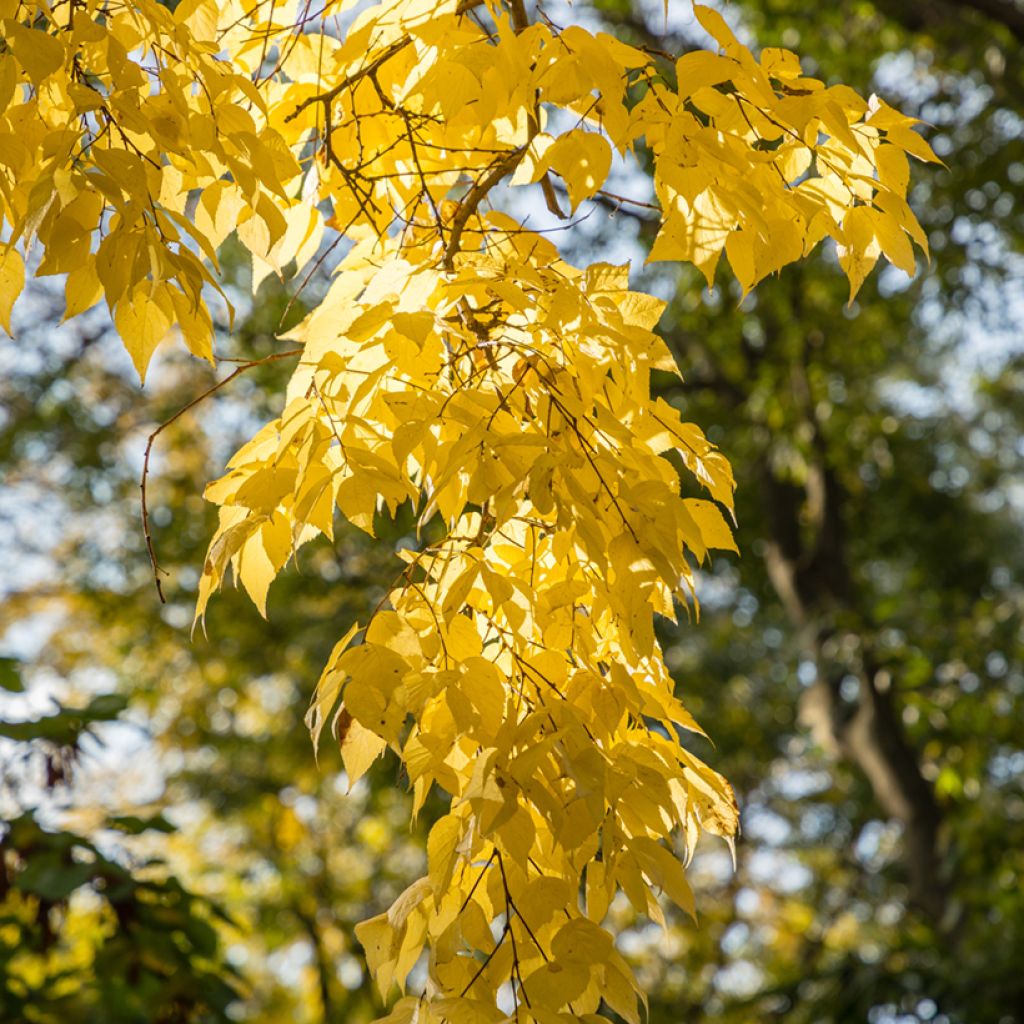 Amerikankeltis - Celtis occidentalis