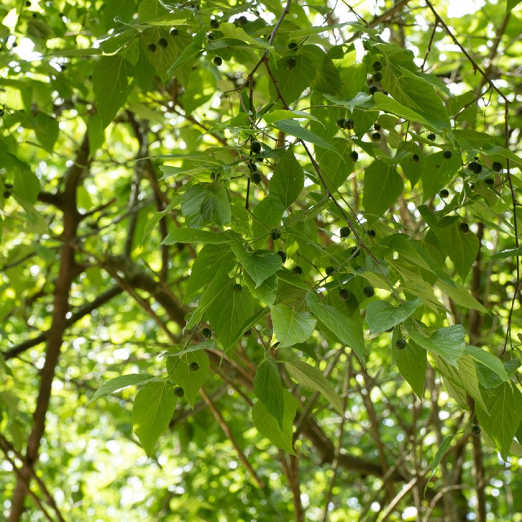 Amerikankeltis - Celtis occidentalis
