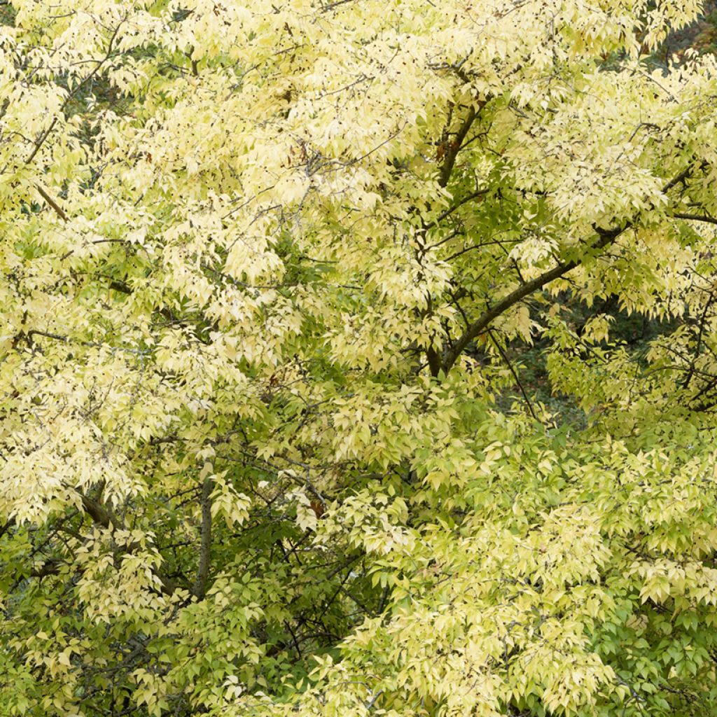 Amerikankeltis - Celtis occidentalis