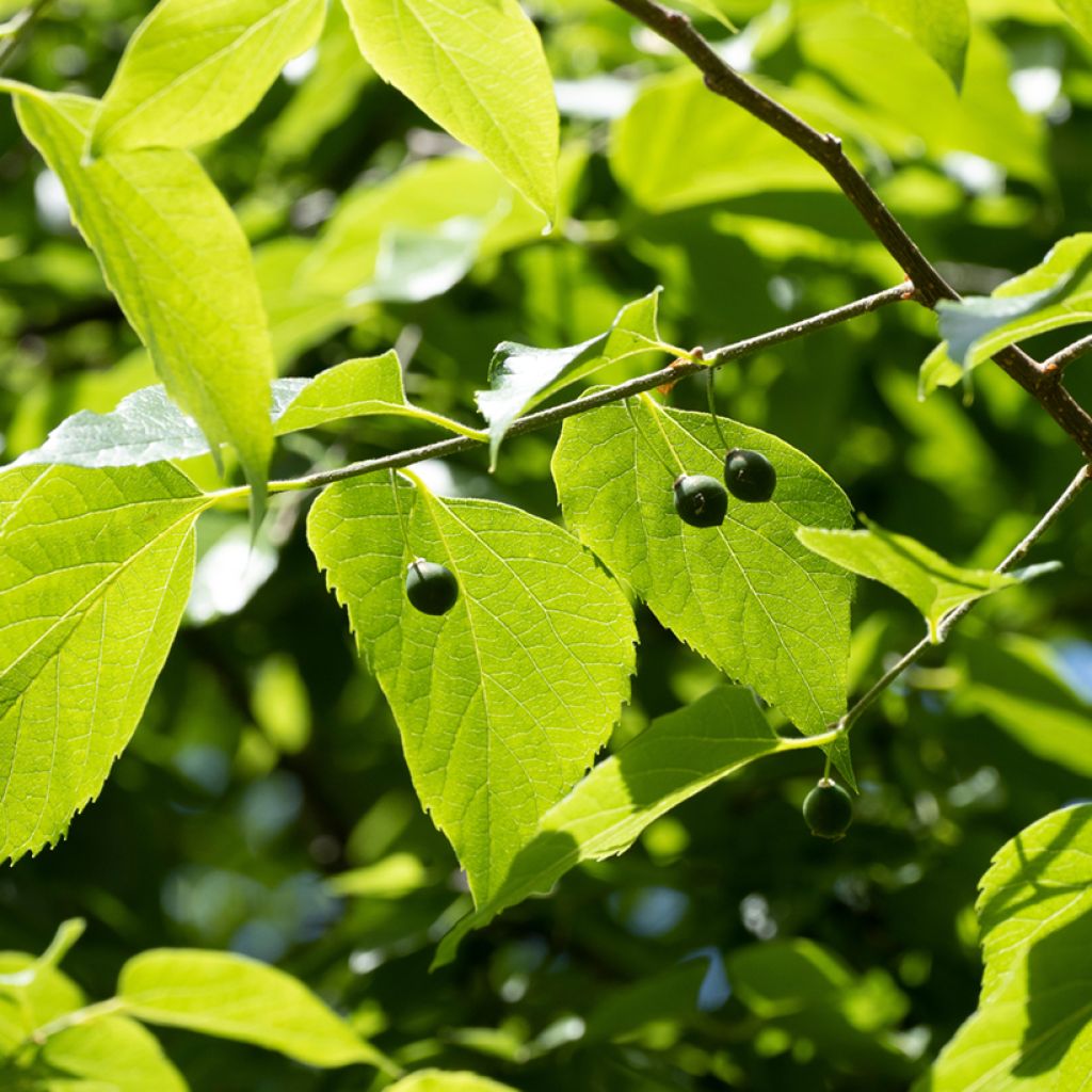 Amerikankeltis - Celtis occidentalis