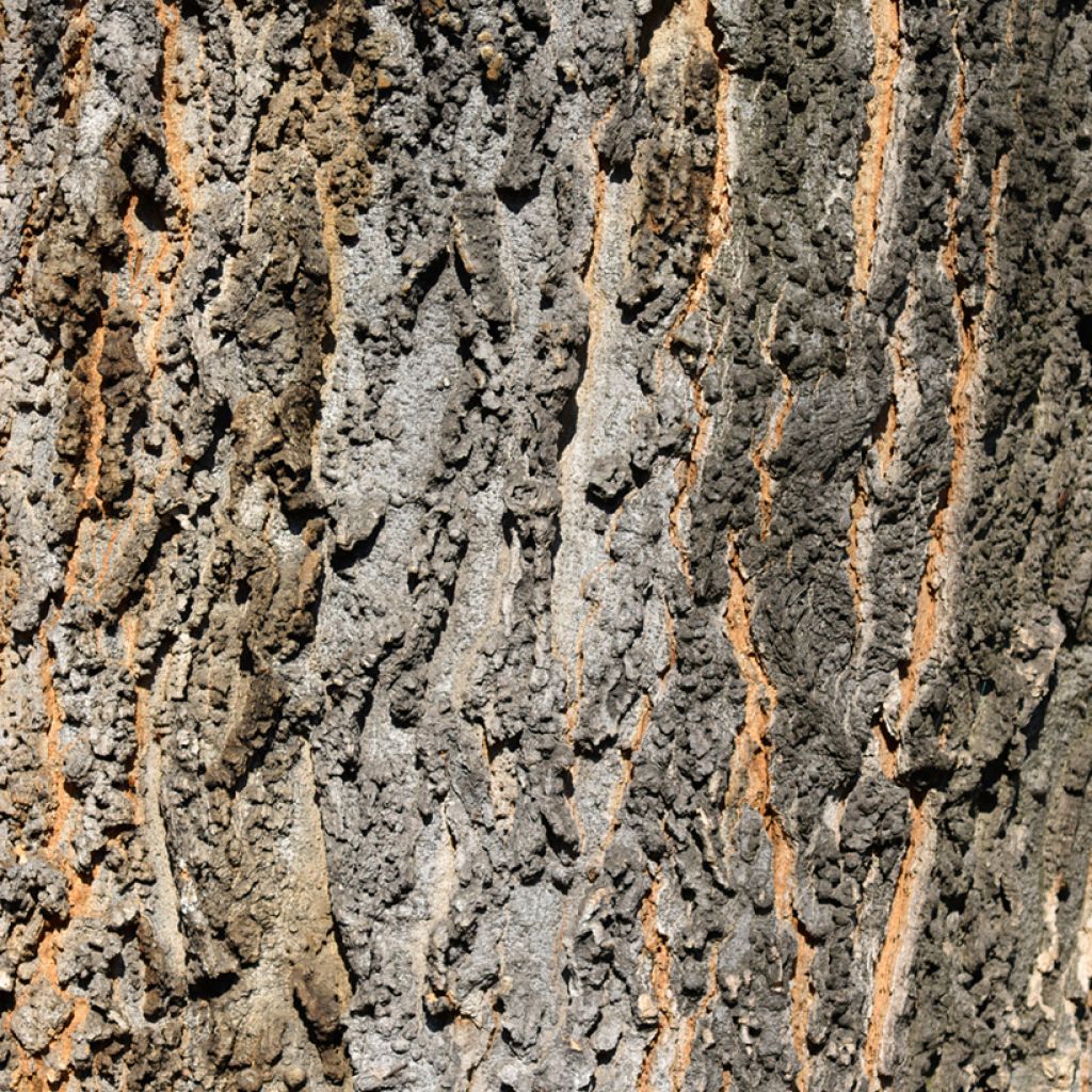 Amerikankeltis - Celtis occidentalis