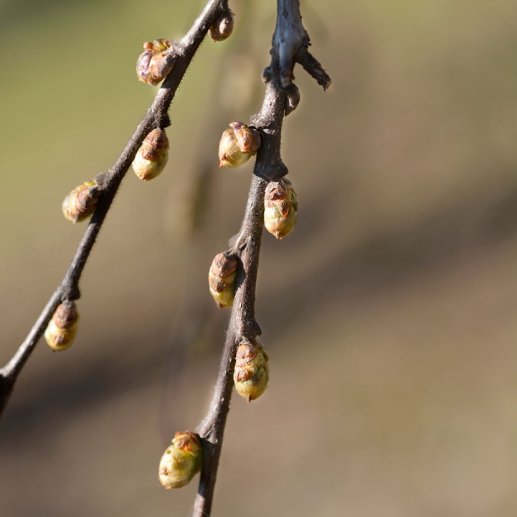 Amerikankeltis - Celtis occidentalis