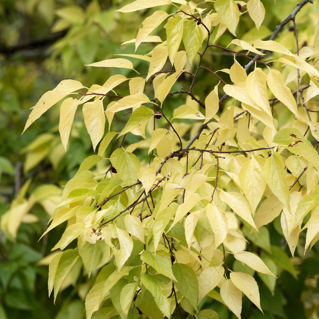 Amerikankeltis - Celtis occidentalis