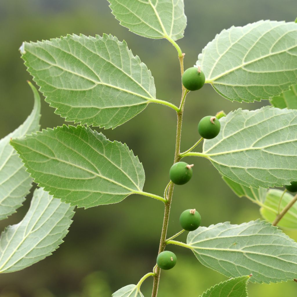 Amerikankeltis - Celtis occidentalis
