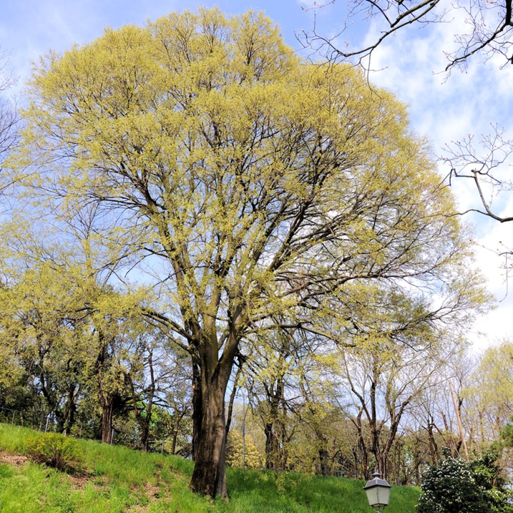 Amerikankeltis - Celtis occidentalis