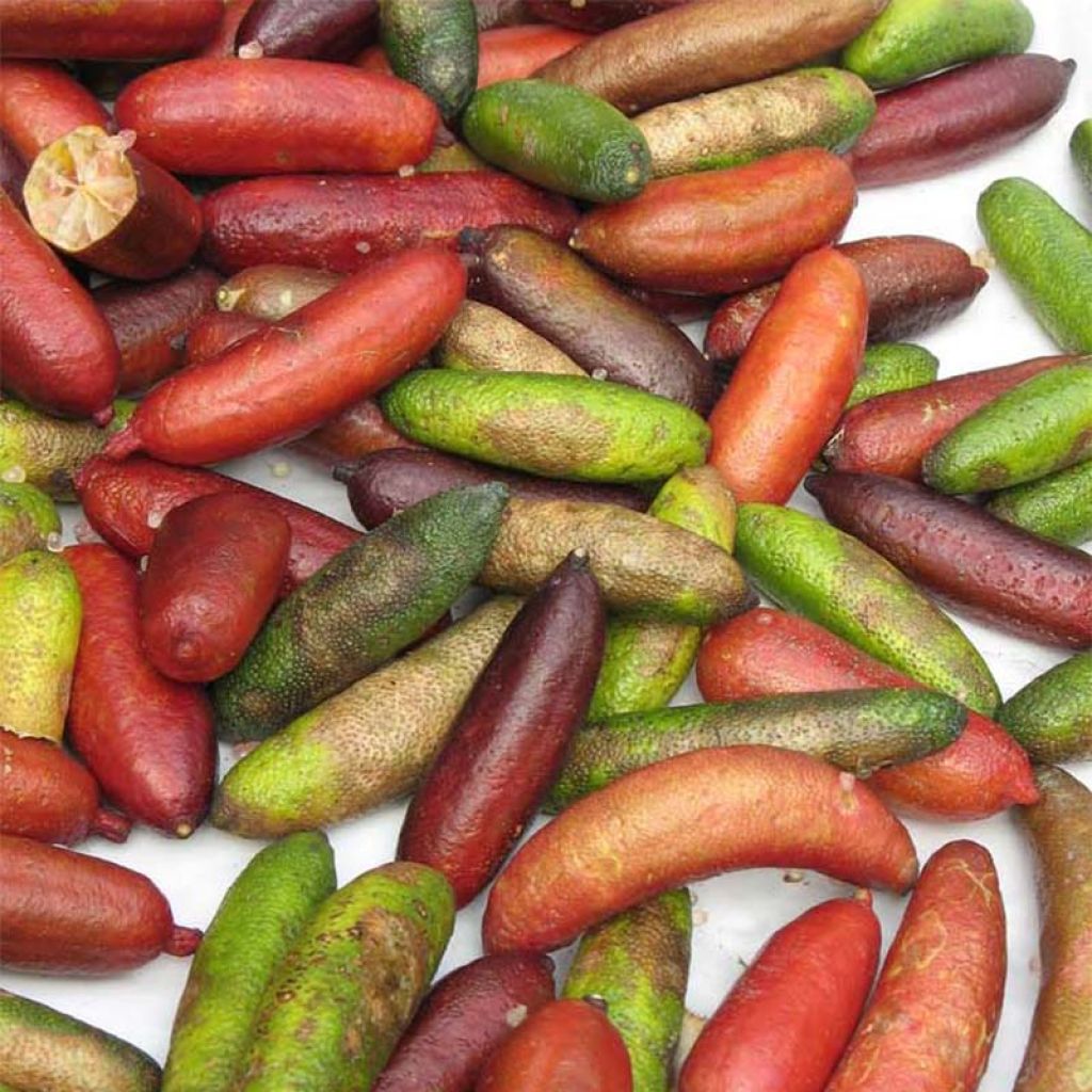 Sormilimetti - Microcitrus australasica