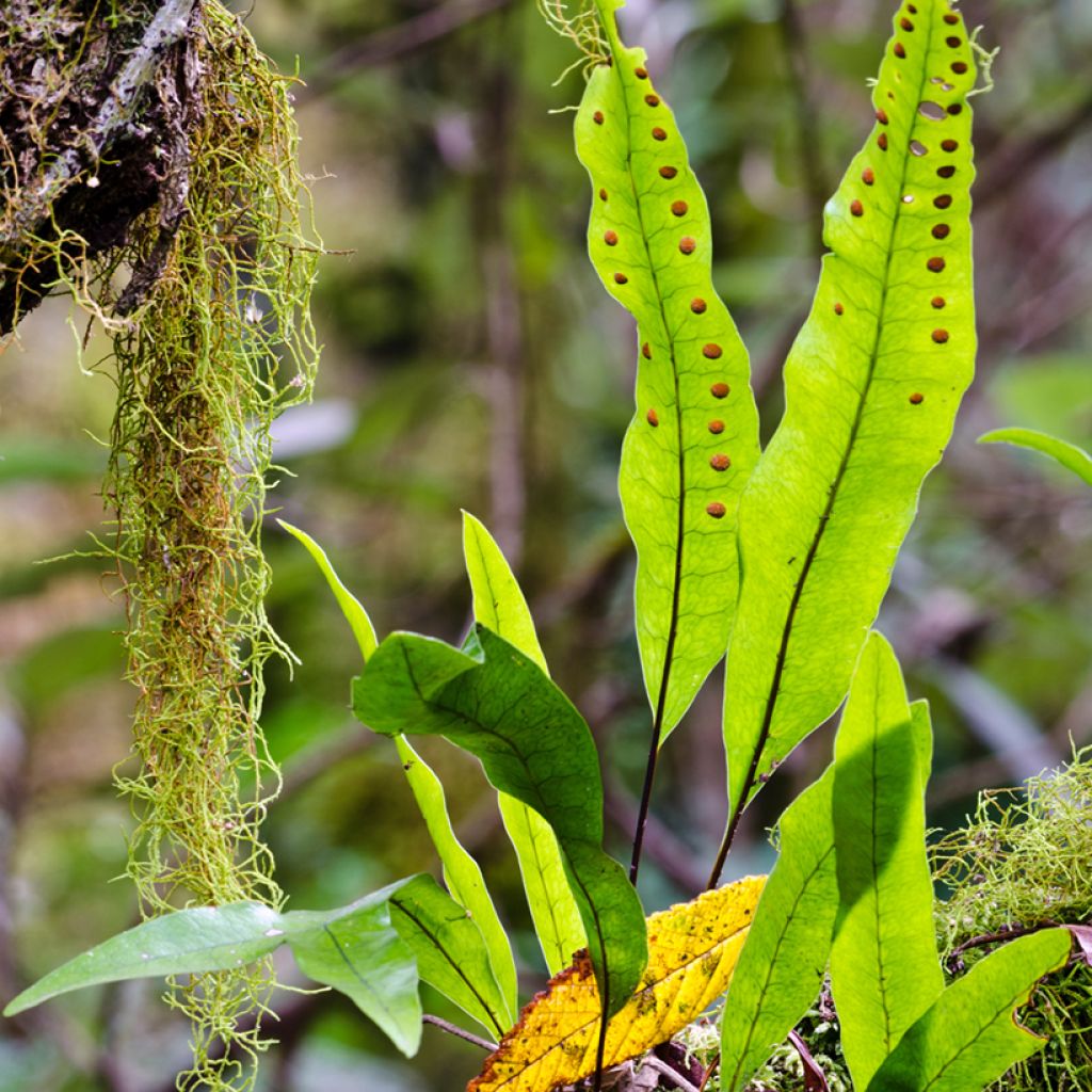 Microsorum diversifolium