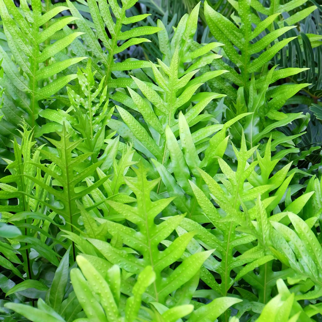 Microsorum diversifolium