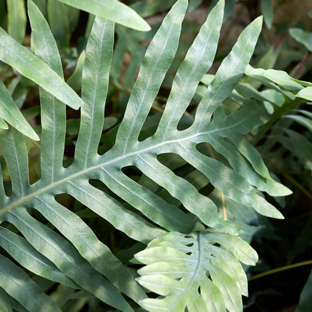 Microsorum diversifolium