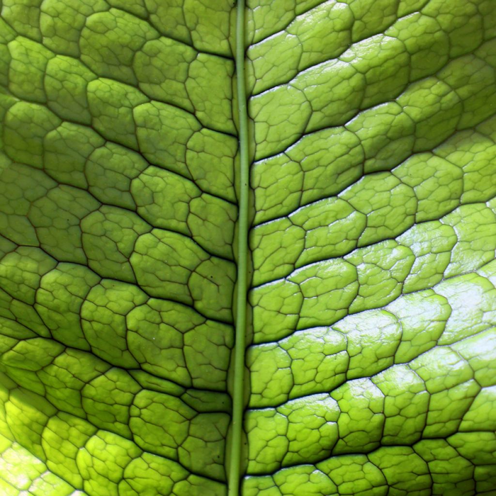 Microsorum musifolium Crocodyllus
