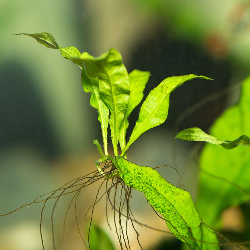 Microsorum pteropus